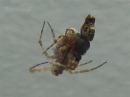 Algunas arañas macho se catapultan a velocidades impresionantes para huir de sus parejas antes de que se las coman Esta fotografía muestra el apareamiento de dos arañas Philoponella prominens