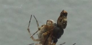 Algunas arañas macho se catapultan a velocidades impresionantes para huir de sus parejas antes de que se las coman Esta fotografía muestra el apareamiento de dos arañas Philoponella prominens