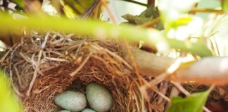 Cambio climático: muchas aves anidan y ponen huevos antes en Chicago Huevos en nido