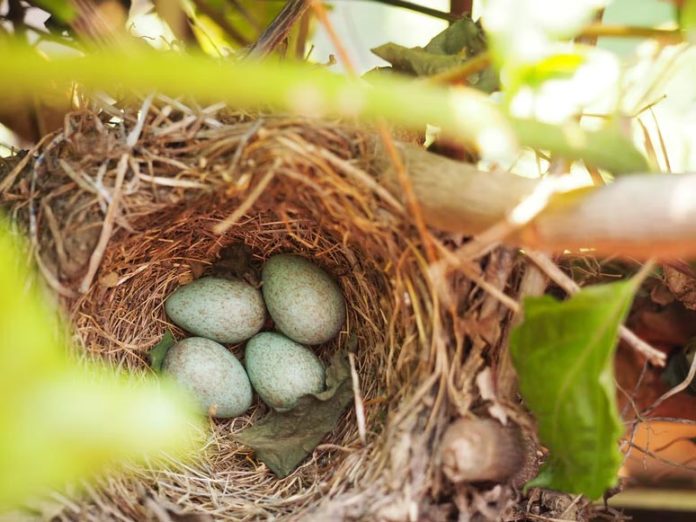 Huevos en nido