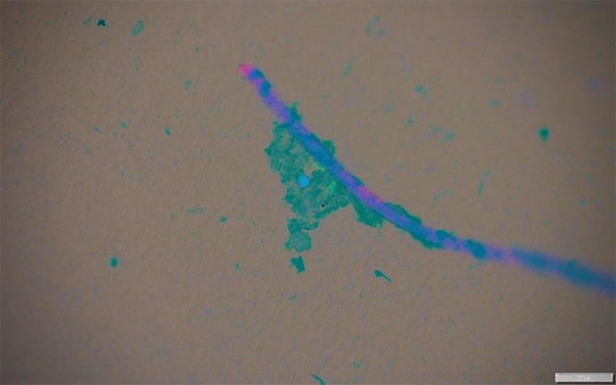 Trozo de fibra microplástica bajo un microscopio con biopelícula (azul borroso) y patógenos T. gondii (punto azul) y giardia (punto verde)
