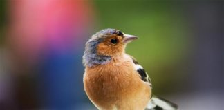 Estudio: Las poblaciones mundiales de aves disminuyen constantemente Aves