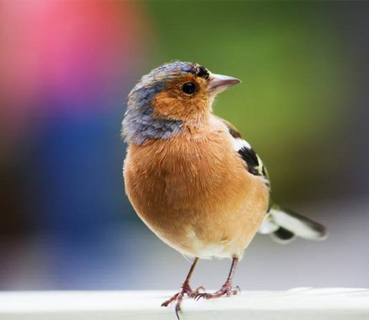 Estudio: Las poblaciones mundiales de aves disminuyen constantemente Aves