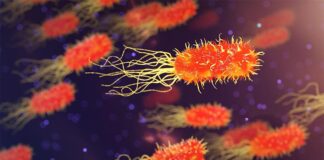 La molécula de la resistencia a los medicamentos puede propagarse a través de comunidades de bacterias Bacterias