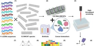 Idean un mejor detector del cáncer de ovario con nanotubos de carbono Idean un mejor detector del cáncer de ovario con nanotubos de carbono