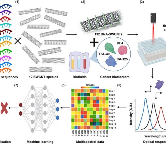 Idean un mejor detector del cáncer de ovario con nanotubos de carbono Idean un mejor detector del cáncer de ovario con nanotubos de carbono