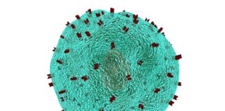 Estudio que rastrea la activación de las células T impulsa la búsqueda de tratamientos para enfermedades inmunitarias Rastreo de la activación de las células T y la búsqueda de tratamientos para enfermedades inmunitarias