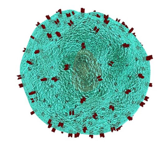 Estudio que rastrea la activación de las células T impulsa la búsqueda de tratamientos para enfermedades inmunitarias Rastreo de la activación de las células T y la búsqueda de tratamientos para enfermedades inmunitarias