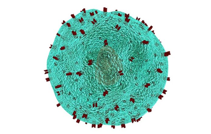Rastreo de la activación de las células T y la búsqueda de tratamientos para enfermedades inmunitarias