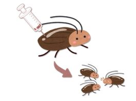 La tecnología de edición de genes CRISPR ahora es posible en cucarachas (y muchos otros insectos) La tecnología de edición de genes CRISPR ahora es posible en cucarachas (y muchos otros insectos)