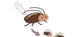 La tecnología de edición de genes CRISPR ahora es posible en cucarachas (y muchos otros insectos) La tecnología de edición de genes CRISPR ahora es posible en cucarachas (y muchos otros insectos)