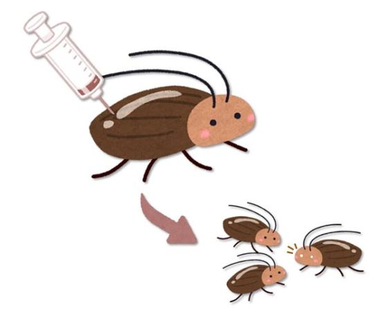La tecnología de edición de genes CRISPR ahora es posible en cucarachas (y muchos otros insectos) La tecnología de edición de genes CRISPR ahora es posible en cucarachas (y muchos otros insectos)