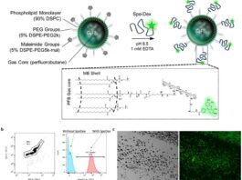 Las microburbujas guiadas por ultrasonido aumentan la eficacia de la inmunoterapia Las microburbujas guiadas por ultrasonido aumentan la eficacia de la inmunoterapia