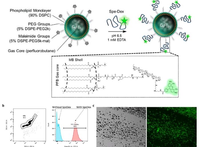 Las microburbujas guiadas por ultrasonido aumentan la eficacia de la inmunoterapia