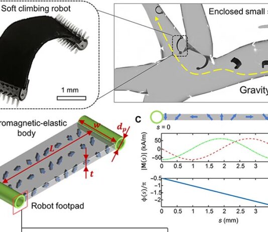 Desarrollan un milirobot para trepar por el intestino y administrar medicamentos Milirobot: Robot de escalada suave inalámbrico de escala milimétrica capaz de atravesar superficies 3D complejas en espacios cerrados y confinados