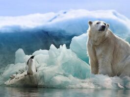 Estudian heces de oso polar para aprender cómo los contaminantes quedan atrapados en el cuerpo Oso polar