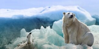 Estudian heces de oso polar para aprender cómo los contaminantes quedan atrapados en el cuerpo Oso polar
