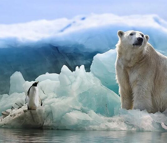 Estudian heces de oso polar para aprender cómo los contaminantes quedan atrapados en el cuerpo Oso polar