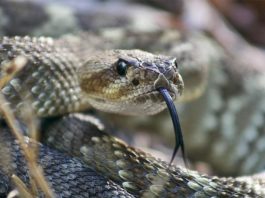 Las bacterias pueden vivir en venenos de serpientes y arañas Serpientes y venenos