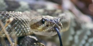 Las bacterias pueden vivir en venenos de serpientes y arañas Serpientes y venenos