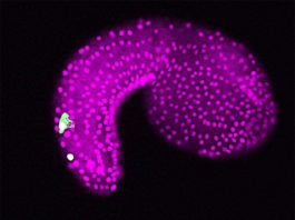 Identifican un importante origen genético de nuestros sentidos Un embrión del tunicado Ciona intestinalis. La imagen del microscopio muestra neuronas bipolares de la cola en la región de la cola (verde) y células epidérmicas (magenta)