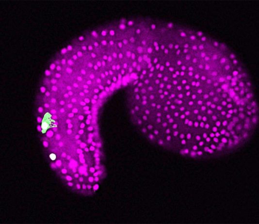 Identifican un importante origen genético de nuestros sentidos Un embrión del tunicado Ciona intestinalis. La imagen del microscopio muestra neuronas bipolares de la cola en la región de la cola (verde) y células epidérmicas (magenta)