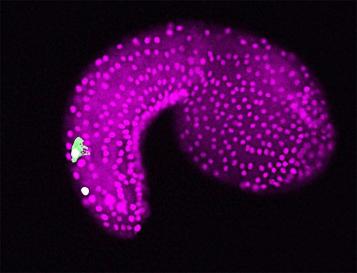 Un embrión del tunicado Ciona intestinalis. La imagen del microscopio muestra neuronas bipolares de la cola en la región de la cola (verde) y células epidérmicas (magenta)