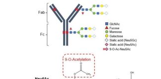 Descubren cómo producen superanticuerpos las mujeres embarazadas, y es replicable Este esquema ilustra la adquisición fetal de anticuerpos maternos gracias a las mujeres embarazadas