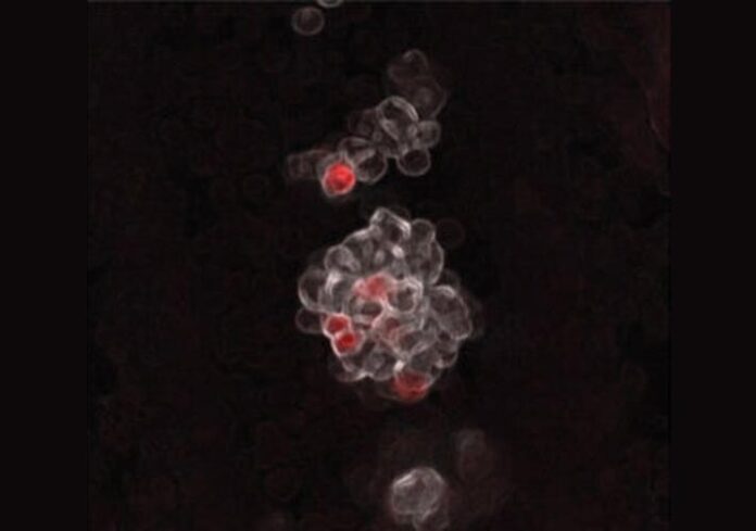 Génesis de la sangre: Grupos de las primeras células hematopoyéticas que nacen en las paredes de la arteria umbilical de un embrión de ratón. Las células coloreadas en rojo representan células progenitoras multipotentes embrionarias (eMPP)
