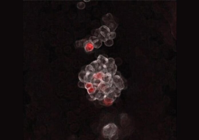 Génesis de la sangre: Grupos de las primeras células hematopoyéticas que nacen en las paredes de la arteria umbilical de un embrión de ratón. Las células coloreadas en rojo representan células progenitoras multipotentes embrionarias (eMPP) Génesis de la sangre: Grupos de las primeras células hematopoyéticas que nacen en las paredes de la arteria umbilical de un embrión de ratón. Las células coloreadas en rojo representan células progenitoras multipotentes embrionarias (eMPP)