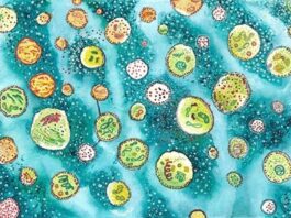 Nuevas células sintéticas que imitan a las biológicas en respuesta a los cambios ambientales Células sintéticas