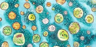 Nuevas células sintéticas que imitan a las biológicas en respuesta a los cambios ambientales Células sintéticas