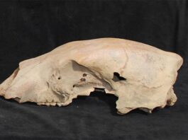 El genoma de un oso polar de 100.000 años revela una antigua hibridación con los osos pardos El cráneo de un oso polar antiguo, apodado Bruno (a pesar de ser hembra), se encontró en la costa del mar de Beaufort