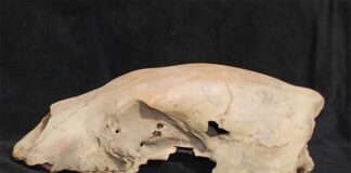 El genoma de un oso polar de 100.000 años revela una antigua hibridación con los osos pardos El cráneo de un oso polar antiguo, apodado Bruno (a pesar de ser hembra), se encontró en la costa del mar de Beaufort