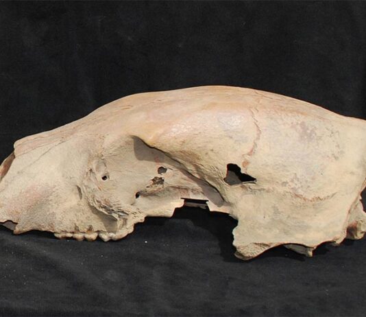 El genoma de un oso polar de 100.000 años revela una antigua hibridación con los osos pardos El cráneo de un oso polar antiguo, apodado Bruno (a pesar de ser hembra), se encontró en la costa del mar de Beaufort