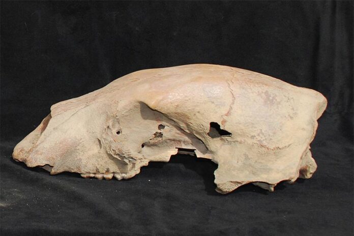 El cráneo de un oso polar antiguo, apodado Bruno (a pesar de ser hembra), se encontró en la costa del mar de Beaufort