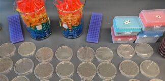 Estudio con E. coli demuestra cómo el mutualismo y el comportamiento cooperativo dan forma a las especies Estudio del mutualismo con bacterias E. coli