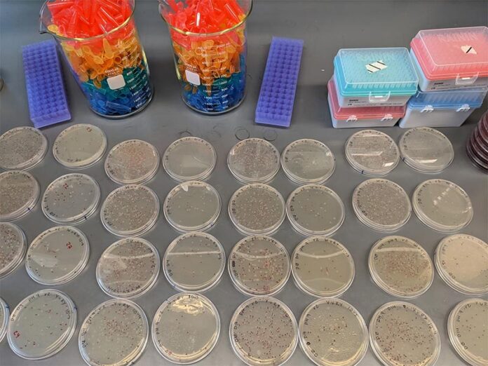 Estudio del mutualismo con bacterias E. coli