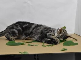 ¿Por qué los gatos lamen y mastican hierba gatera? Investigadores hallan respuestas Gatos y hierba gatera: Gato rueda sobre Silvervine en el laboratorio