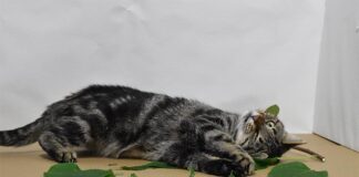 ¿Por qué los gatos lamen y mastican hierba gatera? Investigadores hallan respuestas Gatos y hierba gatera: Gato rueda sobre Silvervine en el laboratorio