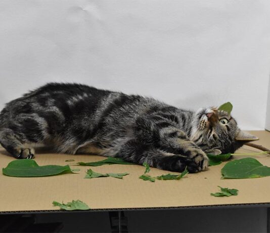 ¿Por qué los gatos lamen y mastican hierba gatera? Investigadores hallan respuestas Gatos y hierba gatera: Gato rueda sobre Silvervine en el laboratorio