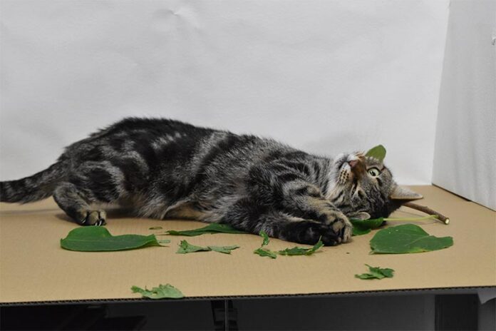 Gatos y hierba gatera: Gato rueda sobre Silvervine en el laboratorio