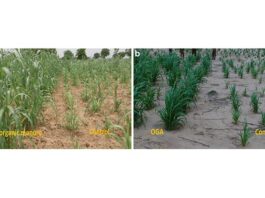Prueba en condiciones reales del uso de orina humana como fertilizante natural para cultivos Campos de mijo perla tratados con aplicación postemergente de (a) orina humana desinfectada (Oga) y abono orgánico (OM) 42 DAS en un área de 10 m × 10 m en 2015 y (b) únicamente Oga 29 DAS en un área de 5 m Área de × 20 m en 2016