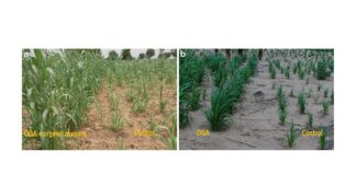 Prueba en condiciones reales del uso de orina humana como fertilizante natural para cultivos Campos de mijo perla tratados con aplicación postemergente de (a) orina humana desinfectada (Oga) y abono orgánico (OM) 42 DAS en un área de 10 m × 10 m en 2015 y (b) únicamente Oga 29 DAS en un área de 5 m Área de × 20 m en 2016