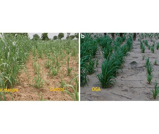 Prueba en condiciones reales del uso de orina humana como fertilizante natural para cultivos Campos de mijo perla tratados con aplicación postemergente de (a) orina humana desinfectada (Oga) y abono orgánico (OM) 42 DAS en un área de 10 m × 10 m en 2015 y (b) únicamente Oga 29 DAS en un área de 5 m Área de × 20 m en 2016