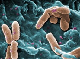Superbacteria común resistente a los medicamentos desarrolla una resistencia rápida al antibiótico de «último recurso» Superbacterias: Imagen de la Bacteria Pseudomonas aeruginosa