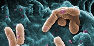 Superbacteria común resistente a los medicamentos desarrolla una resistencia rápida al antibiótico de «último recurso» Superbacterias: Imagen de la Bacteria Pseudomonas aeruginosa