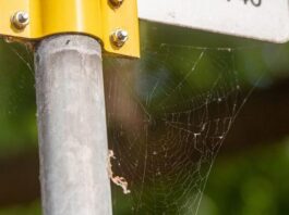 Analizan la contaminación por microplásticos con telarañas Los investigadores de Oldenburg estudian las telarañas para rastrear partículas de plástico en el aire