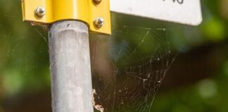 Analizan la contaminación por microplásticos con telarañas Los investigadores de Oldenburg estudian las telarañas para rastrear partículas de plástico en el aire