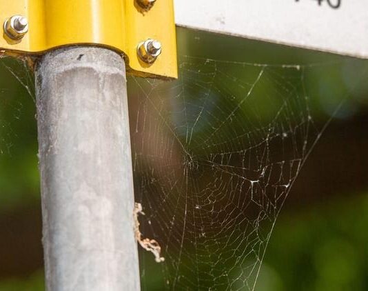 Analizan la contaminación por microplásticos con telarañas Los investigadores de Oldenburg estudian las telarañas para rastrear partículas de plástico en el aire
